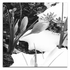 Obraz na plátne - Skoré jarné kvetiny - štvorec 3242QA (50x50 cm)