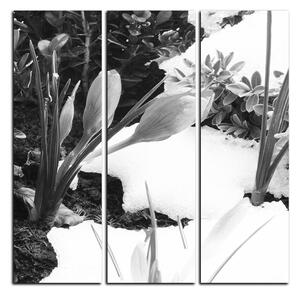 Obraz na plátne - Skoré jarné kvetiny - štvorec 3242QB (75x75 cm)