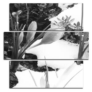 Obraz na plátne - Skoré jarné kvetiny - štvorec 3242QD (75x75 cm)