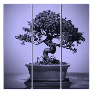 Obraz na plátne - Bonsai - štvorec 3244VB (75x75 cm)