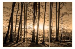 Obraz na plátne - Jesenné ráno v lese 1251FB (120x80 cm)
