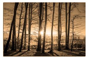 Obraz na plátne - Jesenné ráno v lese 1251FA (120x80 cm)