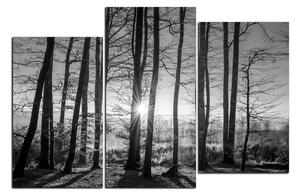Obraz na plátne - Jesenné ráno v lese 1251QD (90x60 cm)