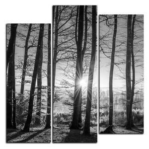 Obraz na plátne - Jesenné ráno v lese - štvorec 3251QC (75x75 cm)
