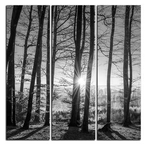 Obraz na plátne - Jesenné ráno v lese - štvorec 3251QB (75x75 cm)
