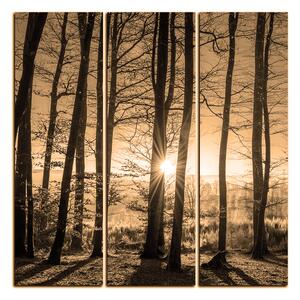 Obraz na plátne - Jesenné ráno v lese - štvorec 3251FB (75x75 cm)