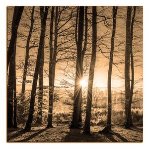 Obraz na plátne - Jesenné ráno v lese - štvorec 3251FA (50x50 cm)