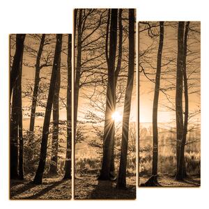 Obraz na plátne - Jesenné ráno v lese - štvorec 3251FC (75x75 cm)