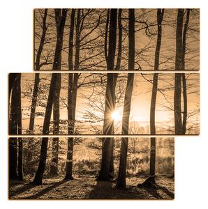 Obraz na plátne - Jesenné ráno v lese - štvorec 3251FD (75x75 cm)