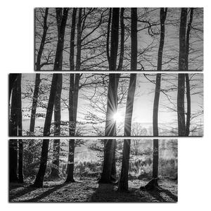 Obraz na plátne - Jesenné ráno v lese - štvorec 3251QD (75x75 cm)