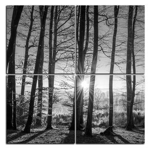 Obraz na plátne - Jesenné ráno v lese - štvorec 3251QE (60x60 cm)
