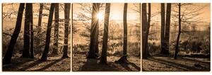 Obraz na plátne - Jesenné ráno v lese - panoráma 5251FB (150x50 cm)