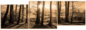 Obraz na plátne - Jesenné ráno v lese - panoráma 5251FE (150x50 cm)