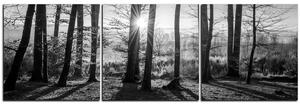 Obraz na plátne - Jesenné ráno v lese - panoráma 5251QB (150x50 cm)