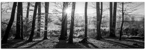 Obraz na plátne - Jesenné ráno v lese - panoráma 5251QA (105x35 cm)