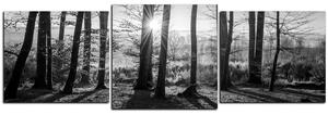Obraz na plátne - Jesenné ráno v lese - panoráma 5251QD (90x30 cm)