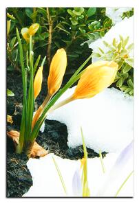Obraz na plátne - Skoré jarné kvetiny - obdĺžnik 7242A (60x40 cm)