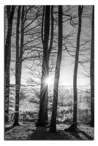 Obraz na plátne - Jesenné ráno v lese - obdĺžnik 7251QA (90x60 cm )
