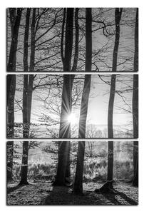 Obraz na plátne - Jesenné ráno v lese - obdĺžnik 7251QB (90x60 cm )