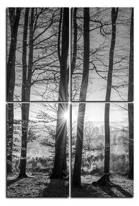 Obraz na plátne - Jesenné ráno v lese - obdĺžnik 7251QE (90x60 cm)