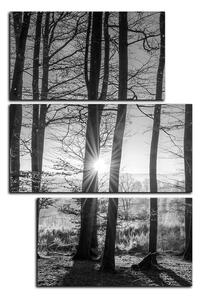 Obraz na plátne - Jesenné ráno v lese - obdĺžnik 7251QD (90x60 cm)