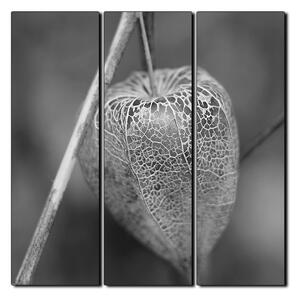 Obraz na plátne - Lampášik z physalisu - štvorec 3261QB (75x75 cm)