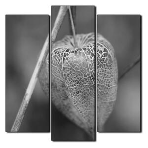 Obraz na plátne - Lampášik z physalisu - štvorec 3261QC (75x75 cm)