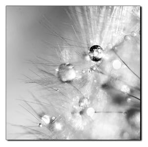 Obraz na plátne - Dandelion z kvapkami rosy - štvorec 3262QA (50x50 cm)