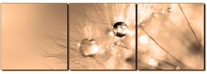 Obraz na plátne - Dandelion z kvapkami rosy - panoráma 5262FB (150x50 cm)