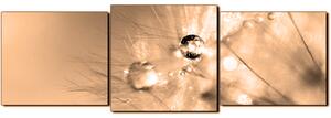 Obraz na plátne - Dandelion z kvapkami rosy - panoráma 5262FD (90x30 cm)