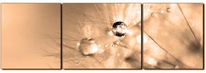 Obraz na plátne - Dandelion z kvapkami rosy - panoráma 5262FC (90x30 cm)