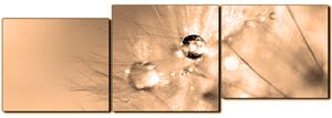 Obraz na plátne - Dandelion z kvapkami rosy - panoráma 5262FE (150x50 cm)