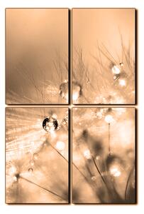 Obraz na plátne - Dandelion z kvapkami rosy - obdĺžnik 7262FE (90x60 cm)