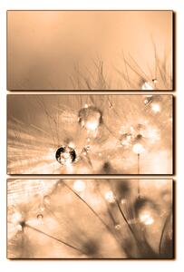 Obraz na plátne - Dandelion z kvapkami rosy - obdĺžnik 7262FB (90x60 cm )
