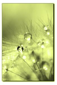 Obraz na plátne - Dandelion z kvapkami rosy - obdĺžnik 7262ZA (90x60 cm )