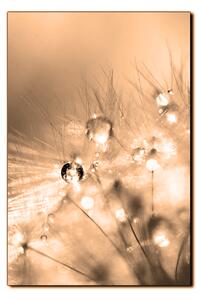 Obraz na plátne - Dandelion z kvapkami rosy - obdĺžnik 7262FA (60x40 cm)
