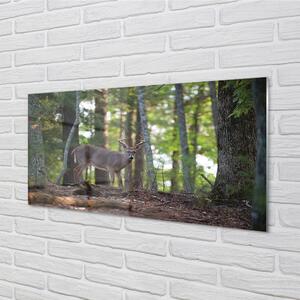 Nástenný panel  jeleň lesný 100x50 cm