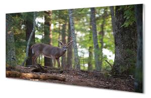 Nástenný panel  jeleň lesný 100x50 cm