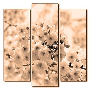 Obraz na plátne - Čerešňový kvet - štvorec 3279FC (75x75 cm)