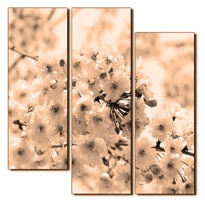 Obraz na plátne - Čerešňový kvet - štvorec 3279FD (75x75 cm)