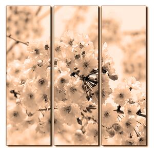 Obraz na plátne - Čerešňový kvet - štvorec 3279FB (75x75 cm)