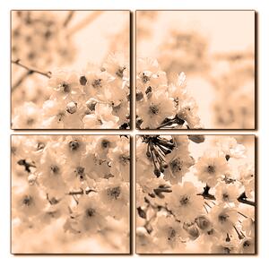 Obraz na plátne - Čerešňový kvet - štvorec 3279FE (60x60 cm)