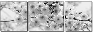 Obraz na plátne - Čerešňový kvet - panoráma 5279QC (150x50 cm)