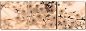 Obraz na plátne - Čerešňový kvet - panoráma 5279FB (150x50 cm)