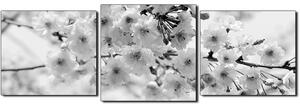 Obraz na plátne - Čerešňový kvet - panoráma 5279QD (90x30 cm)