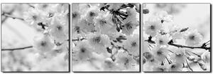 Obraz na plátne - Čerešňový kvet - panoráma 5279QB (150x50 cm)
