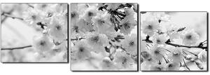 Obraz na plátne - Čerešňový kvet - panoráma 5279QE (150x50 cm)