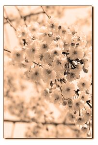 Obraz na plátne - Čerešňový kvet - obdĺžnik 7279FA (120x80 cm)
