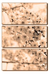 Obraz na plátne - Čerešňový kvet - obdĺžnik 7279FB (90x60 cm )