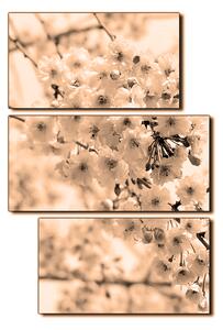 Obraz na plátne - Čerešňový kvet - obdĺžnik 7279FD (90x60 cm)